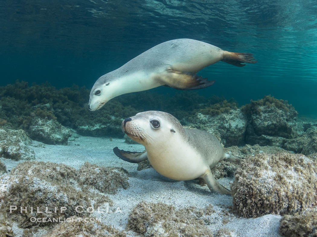 Australian Sea Lions in Kelp, Grindal Island. Australian sea lions are the only endemic pinniped in Australia, and are found along the coastlines and islands of south and west Australia. South Australia, Neophoca cinearea, natural history stock photograph, photo id 39162