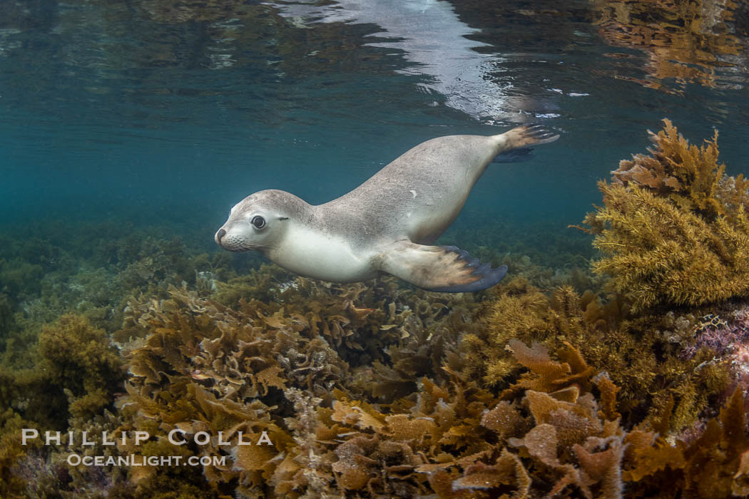 Australian Sea Lions in Kelp, Grindal Island. Australian sea lions are the only endemic pinniped in Australia, and are found along the coastlines and islands of south and west Australia. South Australia, Neophoca cinearea, natural history stock photograph, photo id 39178