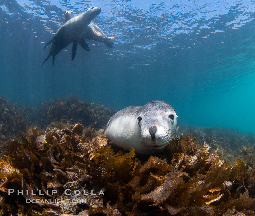 Australian Sea Lions in Kelp, Grindal Island. Australian sea lions are the only endemic pinniped in Australia, and are found along the coastlines and islands of south and west Australia. South Australia, Neophoca cinearea, natural history stock photograph, photo id 39173