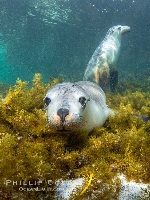 Australian Sea Lions in Kelp, Grindal Island. Australian sea lions are the only endemic pinniped in Australia, and are found along the coastlines and islands of south and west Australia. South Australia, Neophoca cinearea, natural history stock photograph, photo id 39177