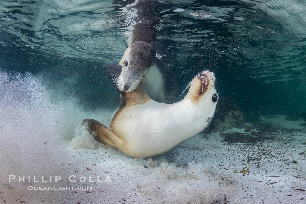 Australian Sea Lions Playing Underwater, Grindal Island. Australian sea lions are the only endemic pinniped in Australia, and are found along the coastlines and islands of south and west Australia. South Australia, Neophoca cinearea, natural history stock photograph, photo id 39168