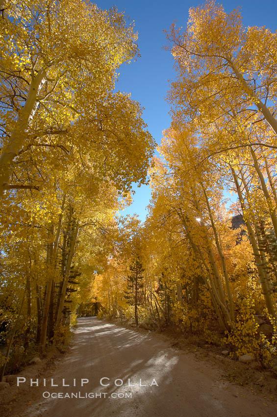 Aspen trees displaying fall colors rise alongside a High Sierra road near North Lake, Bishop Creek Canyon. Bishop Creek Canyon, Sierra Nevada Mountains, California, USA, Populus tremuloides, natural history stock photograph, photo id 17594