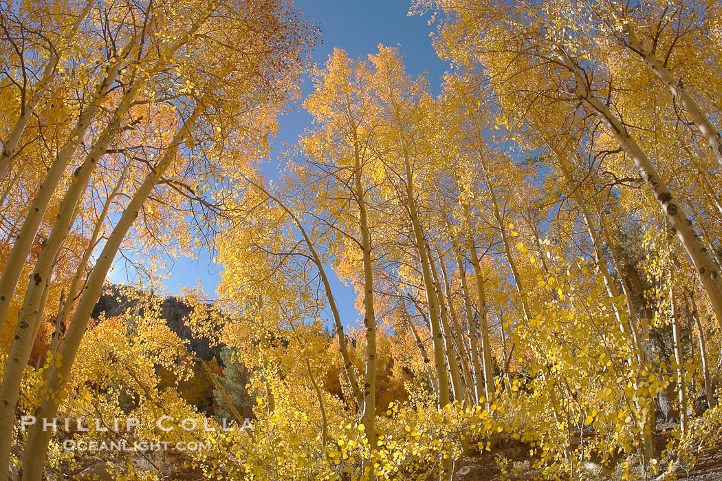 Aspen trees displaying fall colors near North Lake, Bishop Creek Canyon., Populus tremuloides, natural history stock photograph, photo id 17508