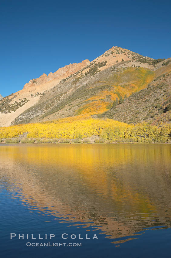 Aspens changing into fall colors, yellow and orange, are reflected in North Lake in October, Bishop Creek Canyon, Eastern Sierra. Bishop Creek Canyon, Sierra Nevada Mountains, California, USA, Populus tremuloides, natural history stock photograph, photo id 17552