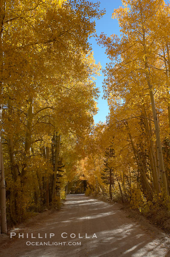 Aspen trees displaying fall colors rise alongside a High Sierra road near North Lake, Bishop Creek Canyon. Bishop Creek Canyon, Sierra Nevada Mountains, California, USA, Populus tremuloides, natural history stock photograph, photo id 17601