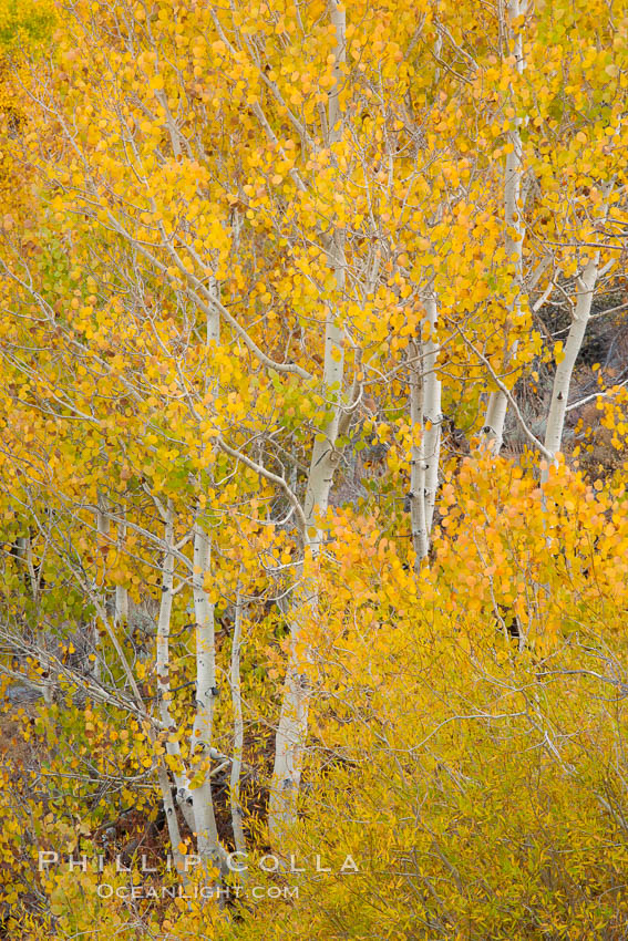 Fall colors and turning aspens, eastern Sierra Nevada. Bishop Creek Canyon Sierra Nevada Mountains, California, USA, Populus tremuloides, natural history stock photograph, photo id 26066