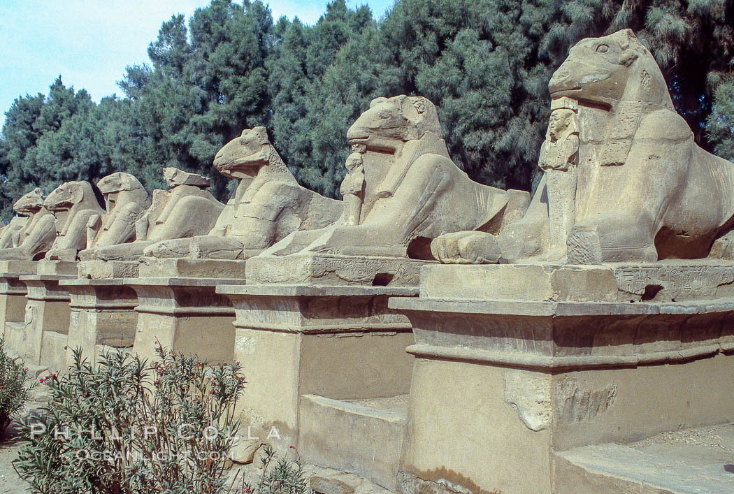 Avenue of Sphinxes approaching the Temple of Amun, part of the Karnak Temple complex. Luxor, Egypt, natural history stock photograph, photo id 18485