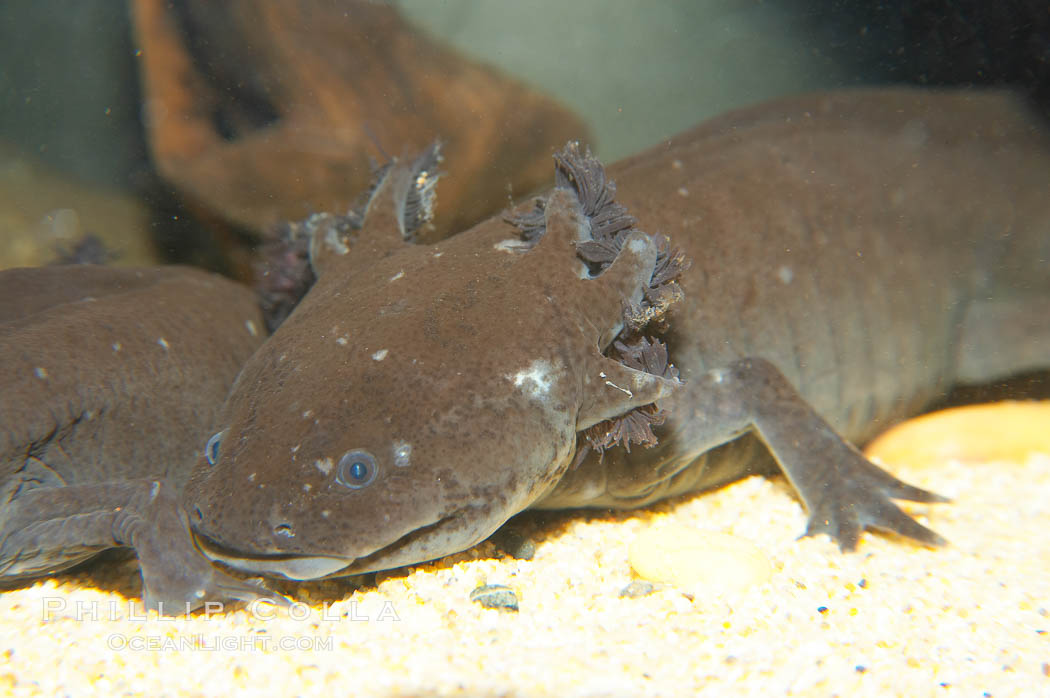 Axolotl.  Axolotls are neotenic, which means they attain reproductive maturity while still in their larval form.  Axolotls are extremely endangered in the wild and protected by law., Ambystoma mexicanum, natural history stock photograph, photo id 13983