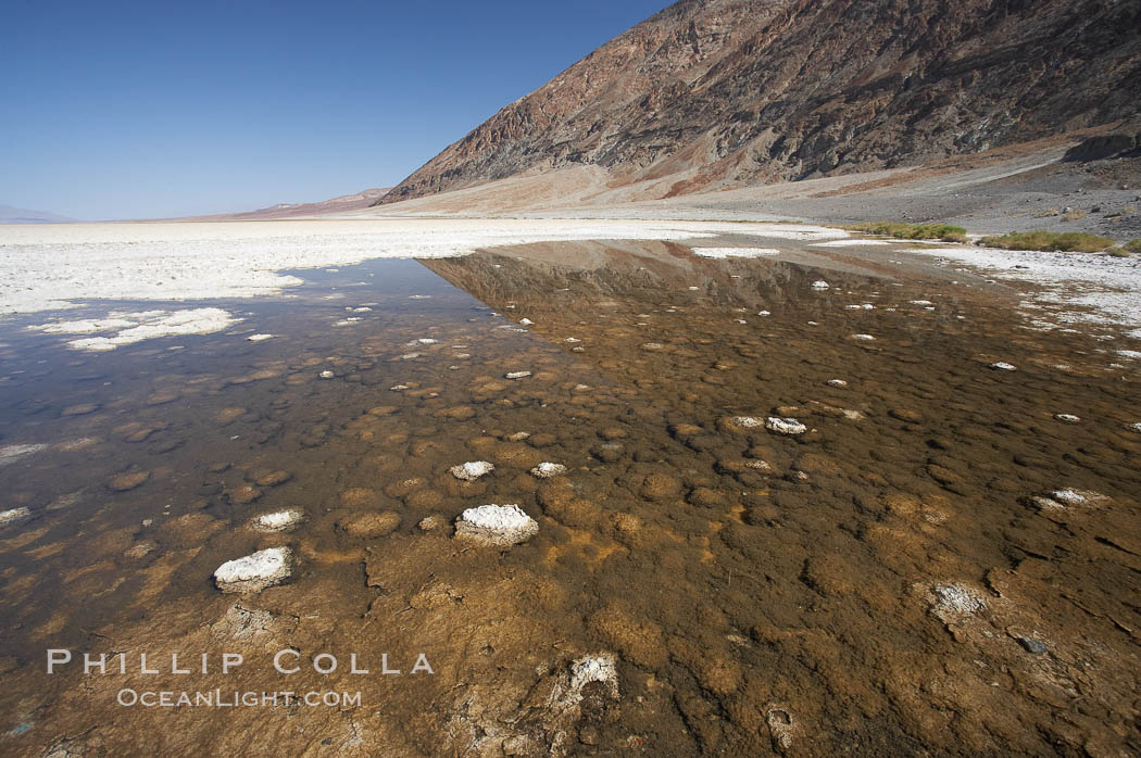 Badwater, Death Valley.  A spring feeds this small pool year round.  The water is four times more saline than ocean water.  The small Badwater snail (Assiminea infima) is found only in Death Valley, in spring-fed pools such as these, and is threatened by habitat destruction.  At 282 feet below sea level, Badwater is the lowest point in North America. Death Valley National Park, California, USA, natural history stock photograph, photo id 20554