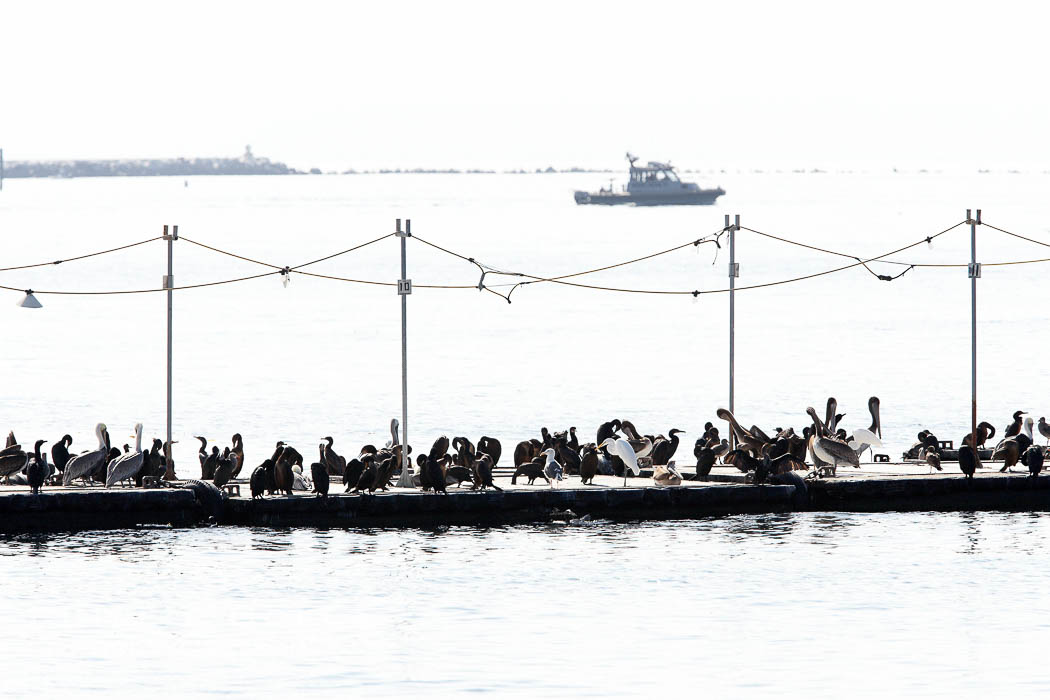 Bait dock, birds and sea lions., natural history stock photograph, photo id 21477
