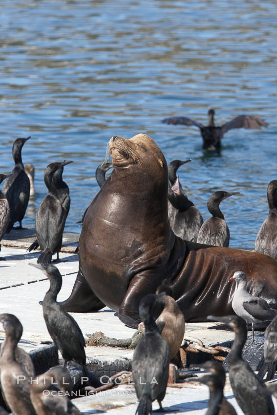 Bait dock, covered with seabirds and California sea lions. San Diego, USA, natural history stock photograph, photo id 21481