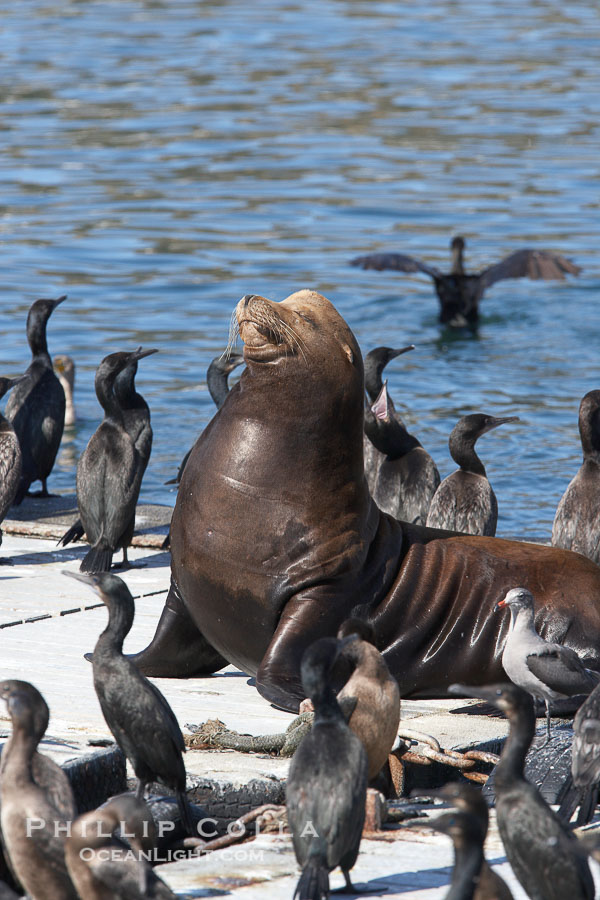Bait dock, covered with seabirds and California sea lions., natural history stock photograph, photo id 21481
