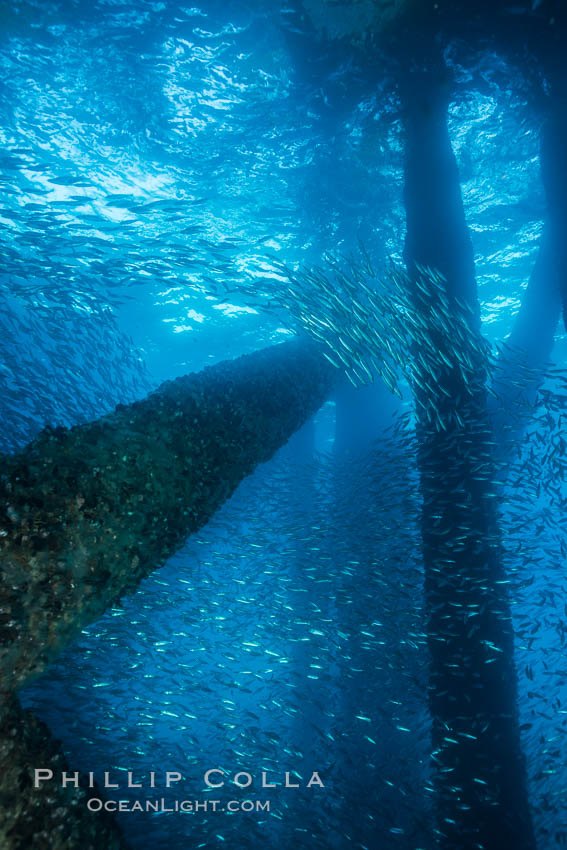 Bait fish schooling underneath Oil Rig Elly, Long Beach, California