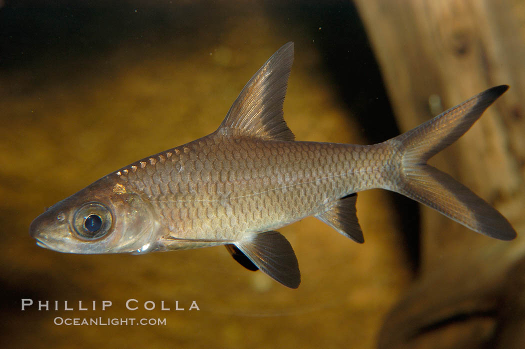 Bala shark, a freshwater fish native to the rivers of Thailand, Borneo and Sumatra, grows to about 14 inches long., Balantiocheilus melanopterus, natural history stock photograph, photo id 09322