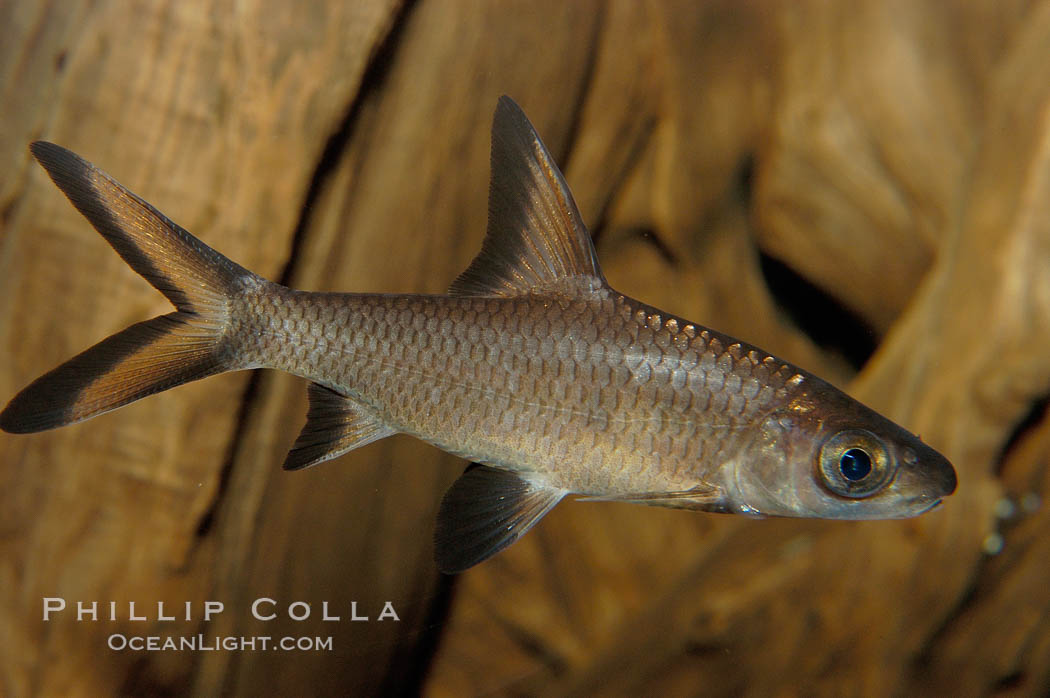 Bala shark, a freshwater fish native to the rivers of Thailand, Borneo and Sumatra, grows to about 14 inches long., Balantiocheilus melanopterus, natural history stock photograph, photo id 09324