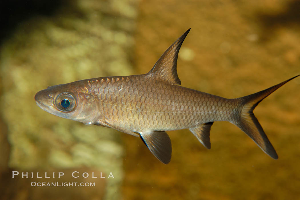 Bala shark, a freshwater fish native to the rivers of Thailand, Borneo and Sumatra, grows to about 14 inches long., Balantiocheilus melanopterus, natural history stock photograph, photo id 09321