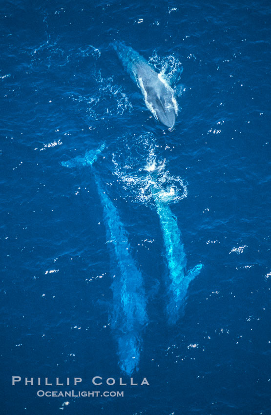 Blue whales: mother/calf pair w/ adult,  Baja California (Mexico), Balaenoptera musculus
