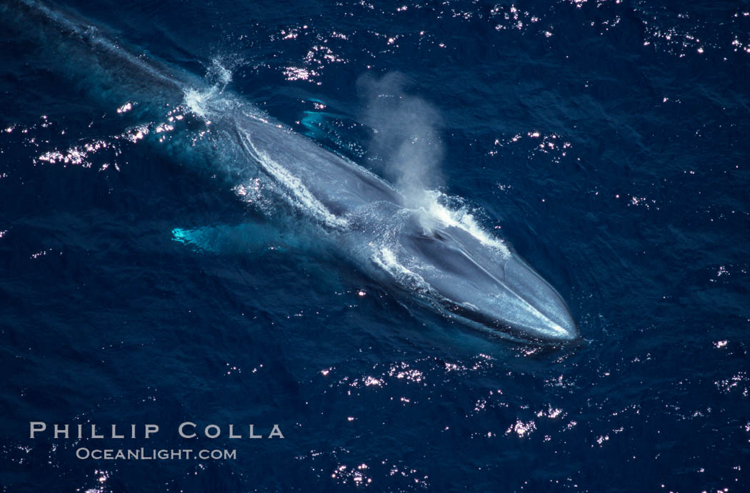Blue whale, exhaling at surface, Baja California., Balaenoptera musculus, natural history stock photograph, photo id 03032