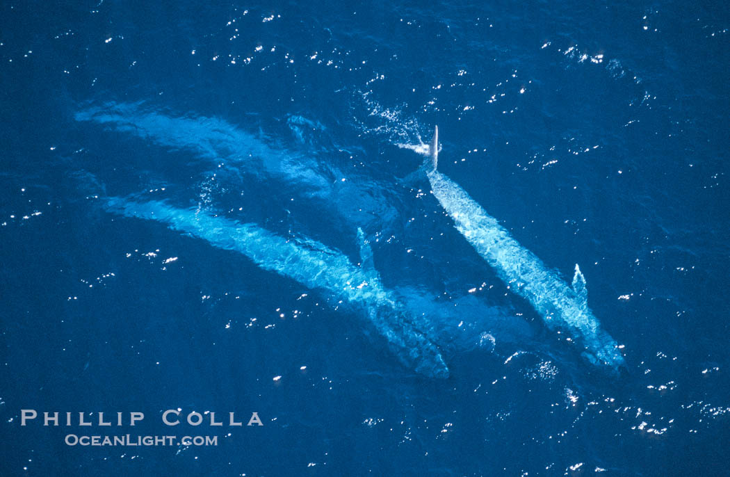 Four blue whales (including calf) socializing,  Baja California (Mexico)., Balaenoptera musculus, natural history stock photograph, photo id 03356