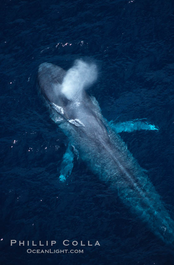 Blue whale, exhaling at surface, Baja California., Balaenoptera musculus, natural history stock photograph, photo id 03031