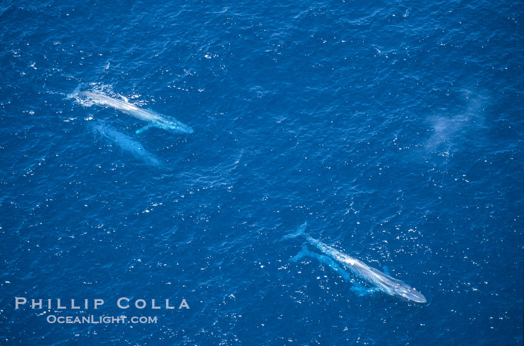 Blue whales: adult pair (upper left), mother/calf pair (lower right),  Baja California (Mexico), Balaenoptera musculus