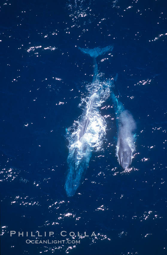 Blue whale mother and calf,  Baja California (Mexico)., Balaenoptera musculus, natural history stock photograph, photo id 03363