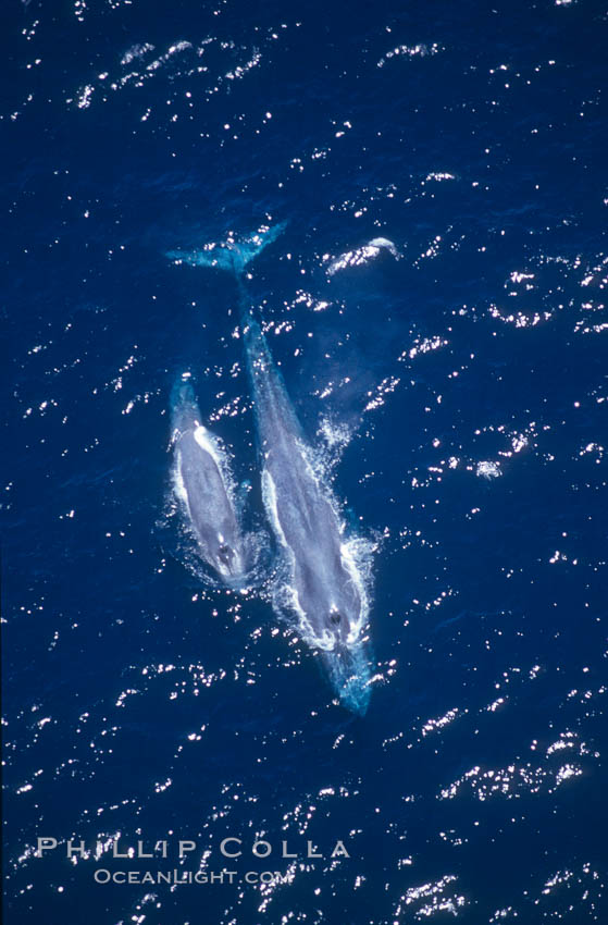 Blue whale mother and calf,  Baja California (Mexico)., Balaenoptera musculus, natural history stock photograph, photo id 03365