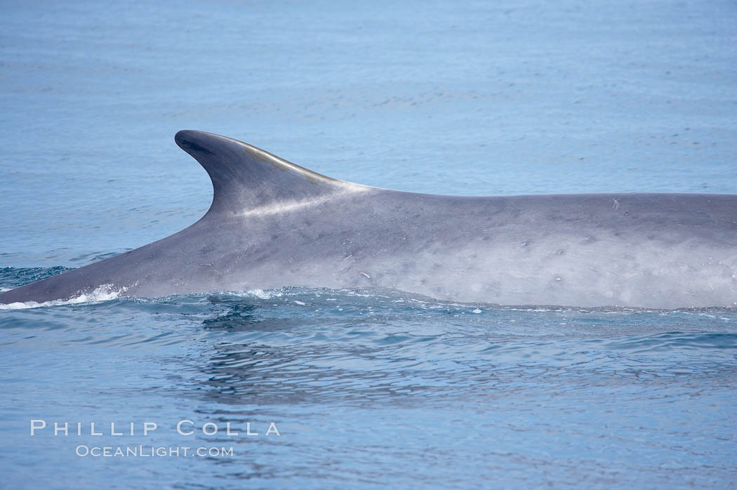 Fin whale dorsal fin.  The fin whale is named for its tall, falcate dorsal fin.  Mariners often refer to them as finback whales.  Coronado Islands, Mexico (northern Baja California, near San Diego). Coronado Islands (Islas Coronado), Balaenoptera physalus, natural history stock photograph, photo id 12782
