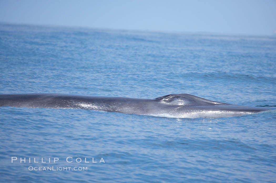 Fin whale.  Coronado Islands, Mexico (northern Baja California, near San Diego). Coronado Islands (Islas Coronado), Balaenoptera physalus, natural history stock photograph, photo id 12776