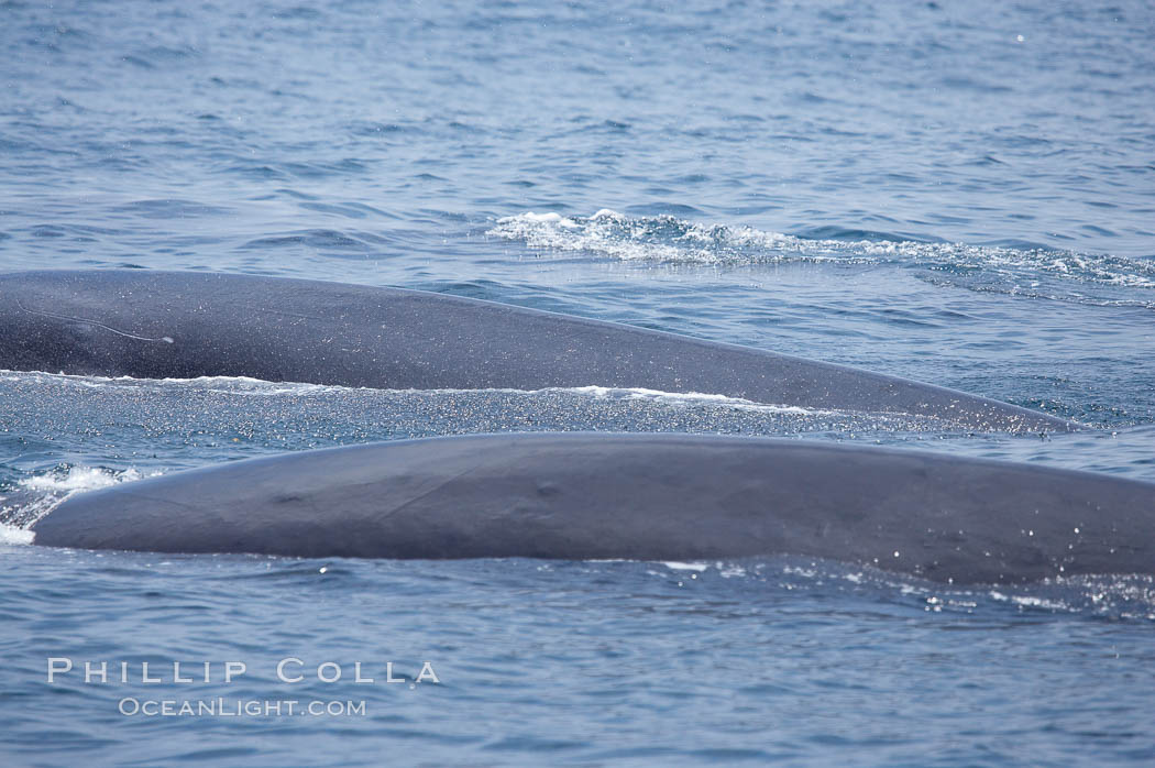 A pair of fin whales swim at the surface between dives.  Coronado Islands, Mexico (northern Baja California, near San Diego). Coronado Islands (Islas Coronado), Balaenoptera physalus, natural history stock photograph, photo id 12773