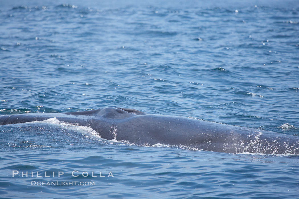 Fin whale.  Coronado Islands, Mexico (northern Baja California, near San Diego). Coronado Islands (Islas Coronado), Balaenoptera physalus, natural history stock photograph, photo id 12785