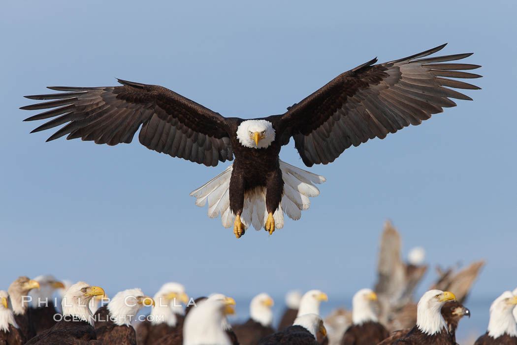 Bald eagle spreads its wings to land amid a large group of bald eagles, Haliaeetus leucocephalus, Haliaeetus leucocephalus washingtoniensis, Kachemak Bay, Homer, Alaska