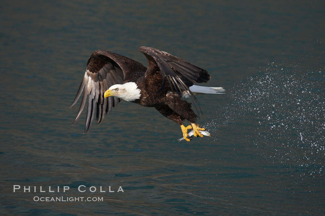Bald eagle makes a splash while in flight as it takes a fish out of the water. Kenai Peninsula, Alaska, USA, Haliaeetus leucocephalus, Haliaeetus leucocephalus washingtoniensis, natural history stock photograph, photo id 22663
