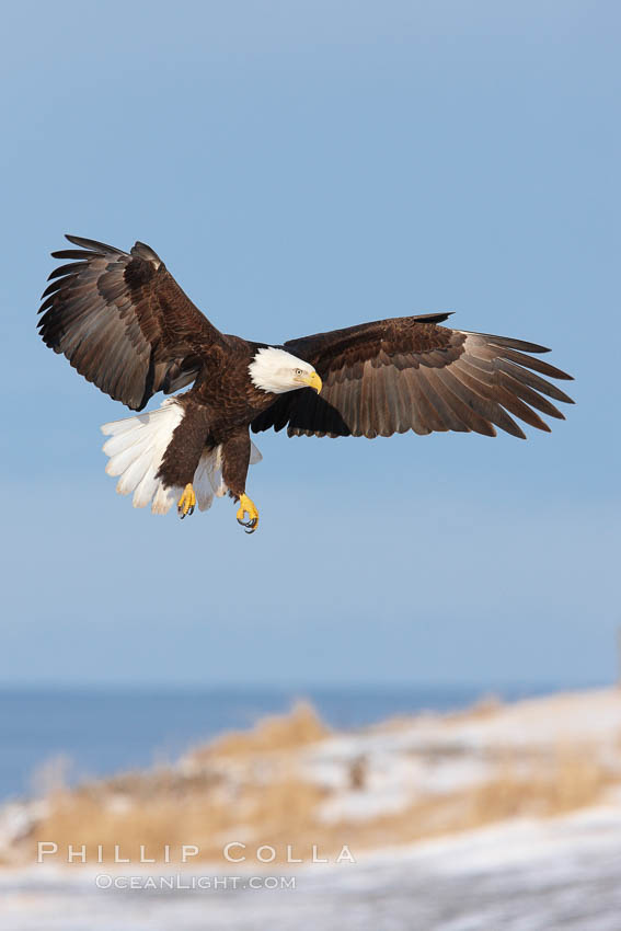 Bald eagle in flight over snow-dusted beach, Kachemak Bay. Homer, Alaska, USA, Haliaeetus leucocephalus, Haliaeetus leucocephalus washingtoniensis, natural history stock photograph, photo id 22711