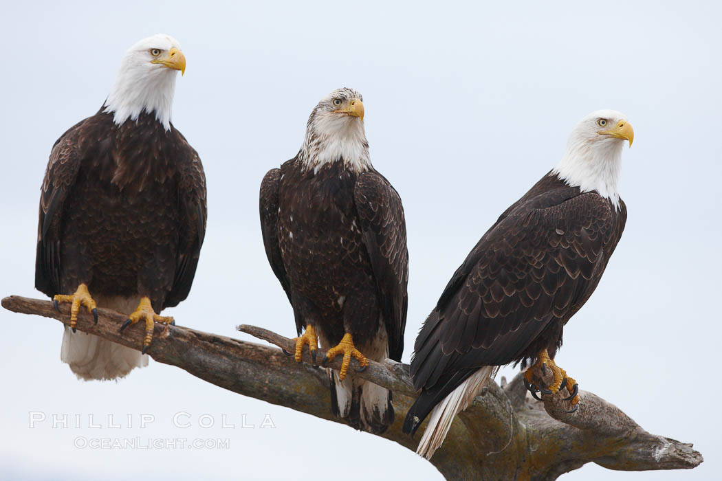 Three bald eagles stand together on wooden perch. Kachemak Bay, Homer, Alaska, USA, Haliaeetus leucocephalus, Haliaeetus leucocephalus washingtoniensis, natural history stock photograph, photo id 22649