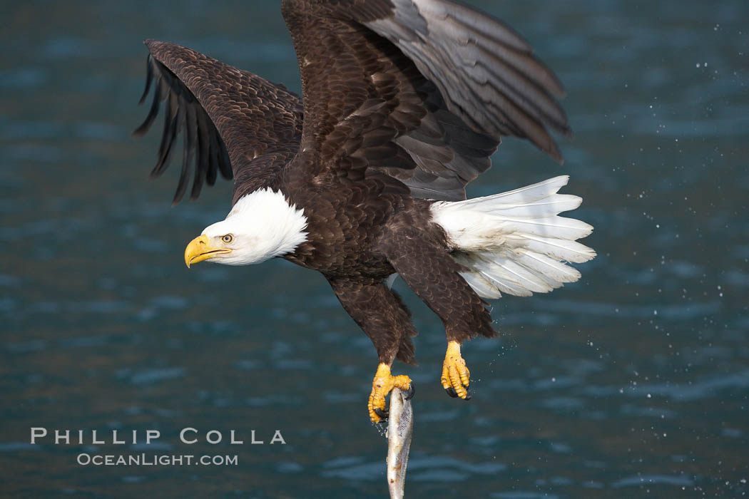 Bald eagle carrying a fish, it has just plucked out of the water. Kenai Peninsula, Alaska, USA, Haliaeetus leucocephalus, Haliaeetus leucocephalus washingtoniensis, natural history stock photograph, photo id 22873