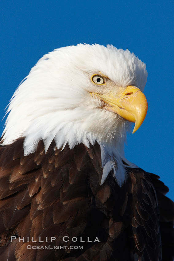 Bald eagle, closeup of head and shoulders showing distinctive white head feathers, yellow beak and brown body and wings. Kachemak Bay, Homer, Alaska, USA, Haliaeetus leucocephalus, Haliaeetus leucocephalus washingtoniensis, natural history stock photograph, photo id 22582