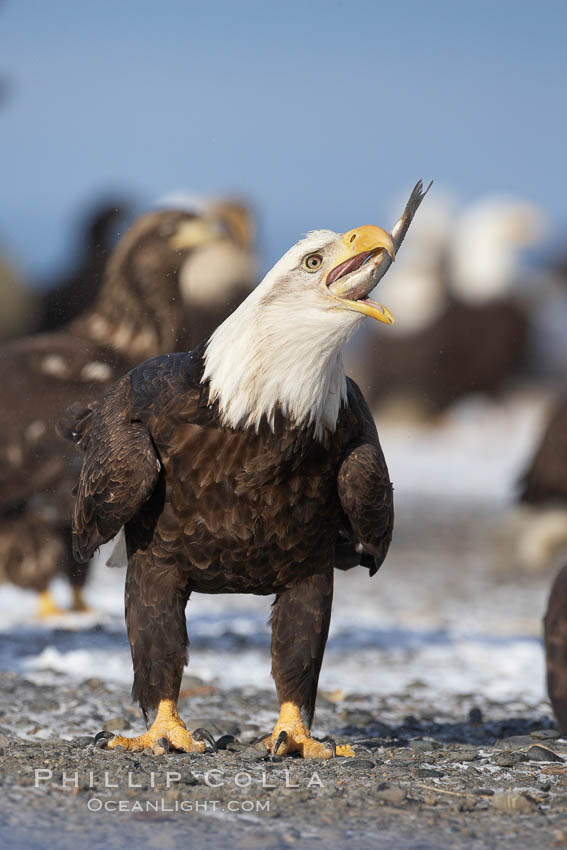 Bald eagle eating a fish, standing on snow-covered ground, other bald eagles visible in background. Kachemak Bay, Homer, Alaska, USA, Haliaeetus leucocephalus, Haliaeetus leucocephalus washingtoniensis, natural history stock photograph, photo id 22605