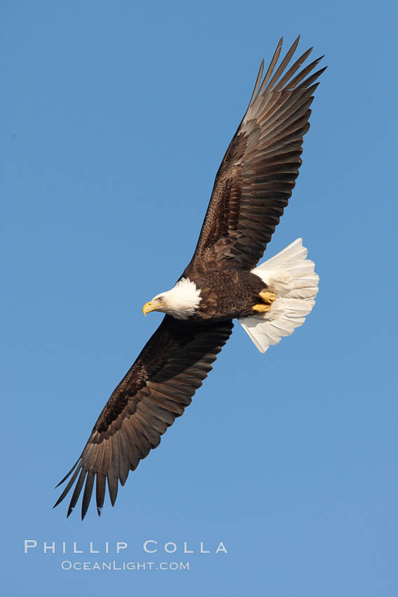 Bald eagle in flight, wing spread, soaring. Kachemak Bay, Homer, Alaska, USA, Haliaeetus leucocephalus, Haliaeetus leucocephalus washingtoniensis, natural history stock photograph, photo id 22682