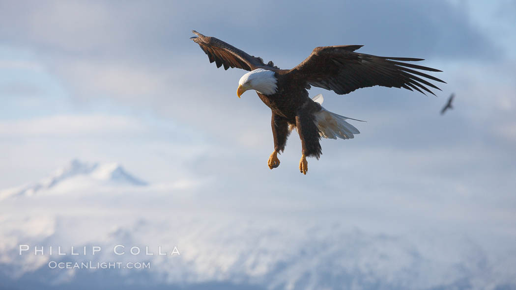 Bald eagle in flight, sidelit, cloudy sky and Kenai Mountains in the background, Haliaeetus leucocephalus, Haliaeetus leucocephalus washingtoniensis, Kachemak Bay, Homer, Alaska