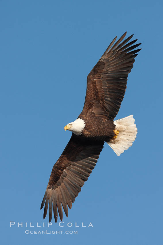 Bald eagle in flight, wing spread, soaring, Haliaeetus leucocephalus, Haliaeetus leucocephalus washingtoniensis, Kachemak Bay, Homer, Alaska