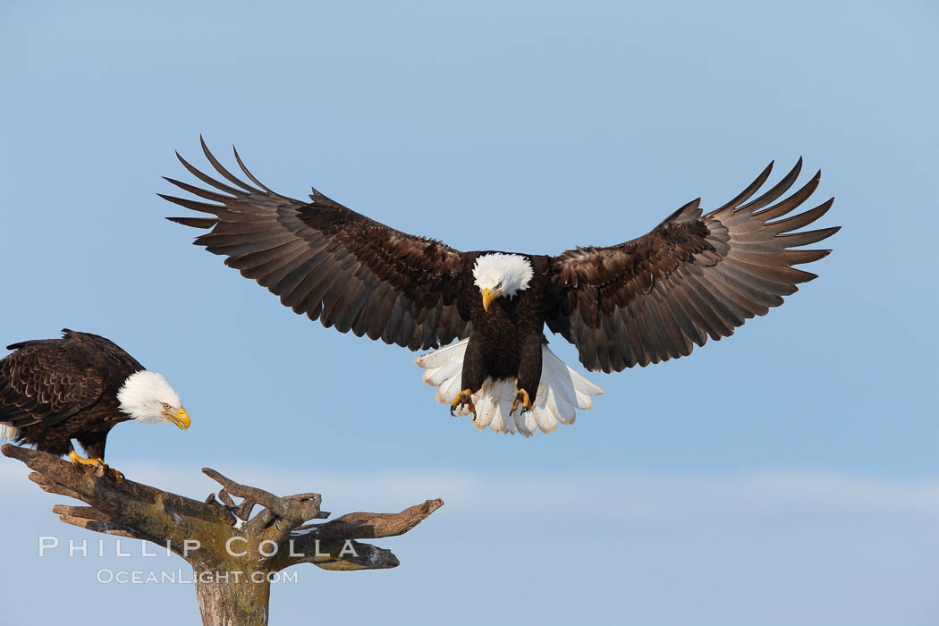 Bald eagle in flight, spreads its wings wide to slow before landing on a wooden perch. Kachemak Bay, Homer, Alaska, USA, Haliaeetus leucocephalus, Haliaeetus leucocephalus washingtoniensis, natural history stock photograph, photo id 22676