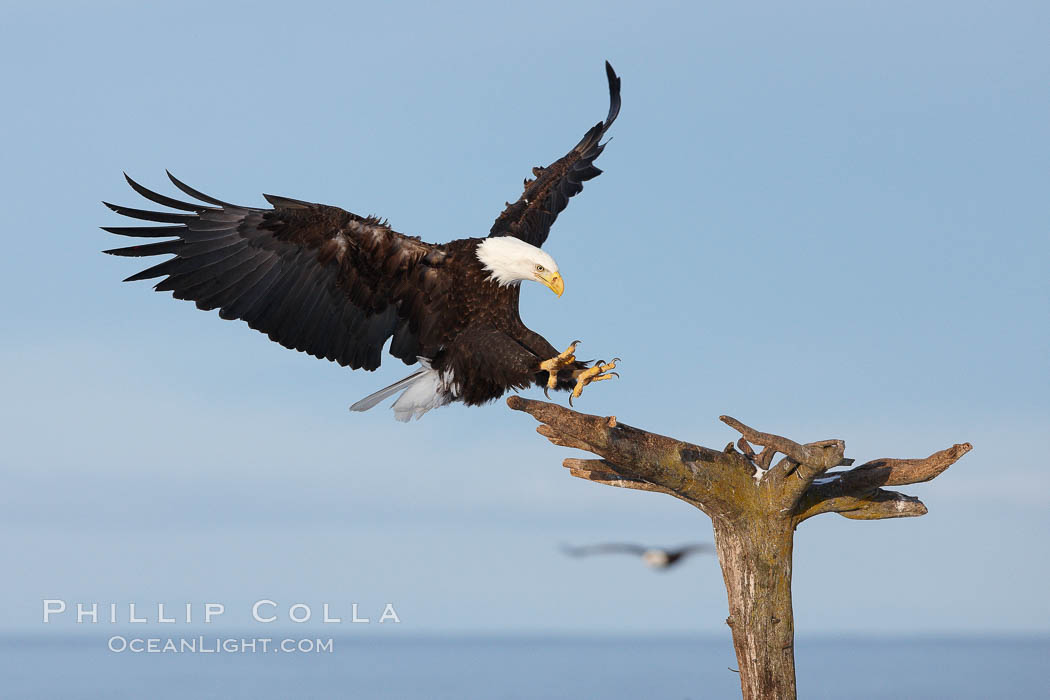 Bald eagle in flight, spreads its wings wide to slow before landing on a wooden perch. Kachemak Bay, Homer, Alaska, USA, Haliaeetus leucocephalus, Haliaeetus leucocephalus washingtoniensis, natural history stock photograph, photo id 22587