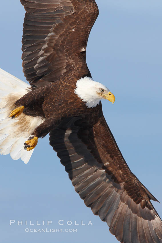 Bald eagle in flight, banking at a steep angle before turning and diving, wings spread. Kachemak Bay, Homer, Alaska, USA, Haliaeetus leucocephalus, Haliaeetus leucocephalus washingtoniensis, natural history stock photograph, photo id 22607