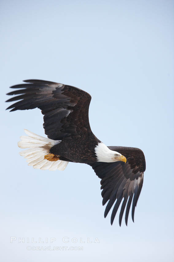 Bald eagle in flight, wing spread, aloft, soaring. Kachemak Bay, Homer, Alaska, USA, Haliaeetus leucocephalus, Haliaeetus leucocephalus washingtoniensis, natural history stock photograph, photo id 22715