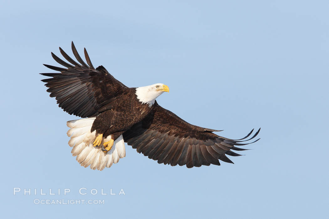 Bald eagle in flight, wing spread, soaring. Kachemak Bay, Homer, Alaska, USA, Haliaeetus leucocephalus, Haliaeetus leucocephalus washingtoniensis, natural history stock photograph, photo id 22697