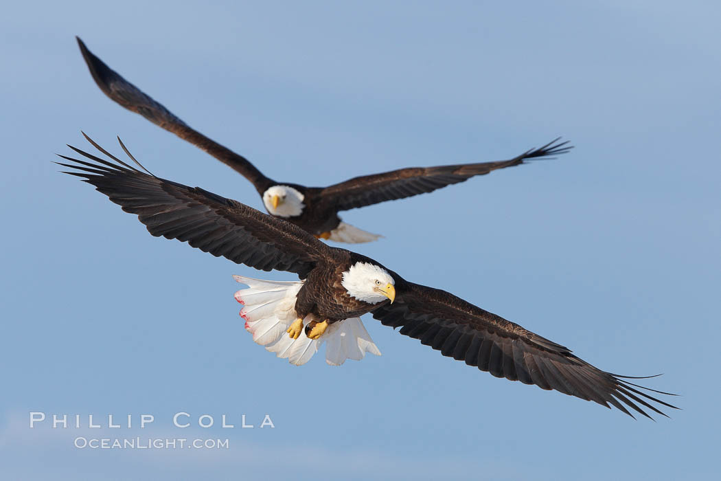 Two bald eagles in flight, wings spread, soaring, aloft. Kachemak Bay, Homer, Alaska, USA, Haliaeetus leucocephalus, Haliaeetus leucocephalus washingtoniensis, natural history stock photograph, photo id 22590