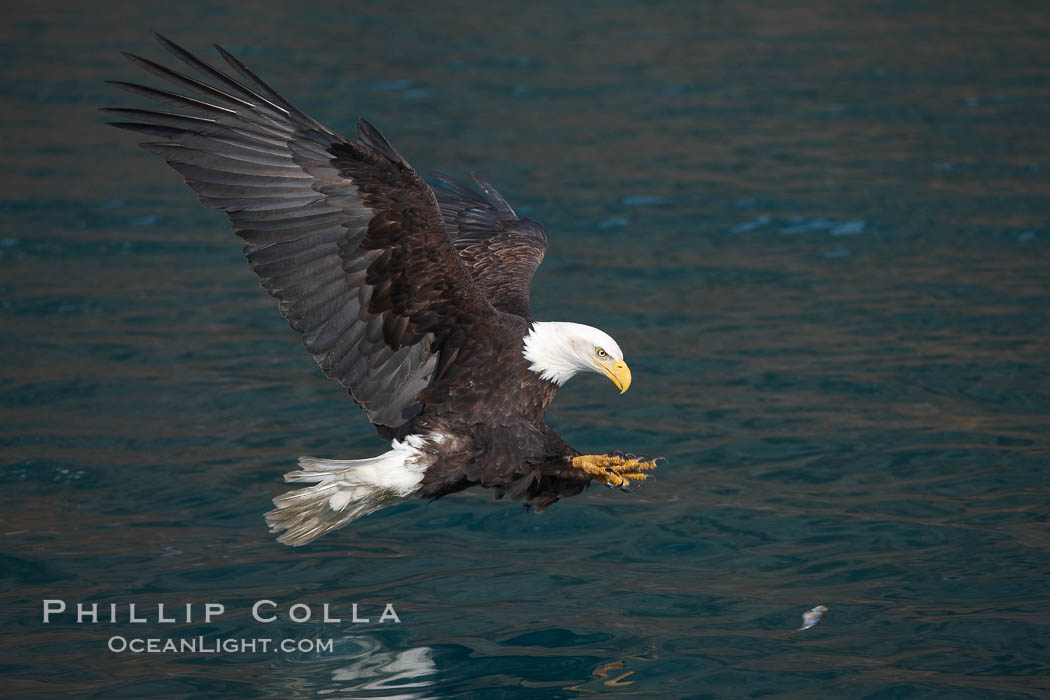 Bald eagle in flight spreads its wings and raises its talons as it prepares to grasp a fish out of the water. Kenai Peninsula, Alaska, USA, Haliaeetus leucocephalus, Haliaeetus leucocephalus washingtoniensis, natural history stock photograph, photo id 22675