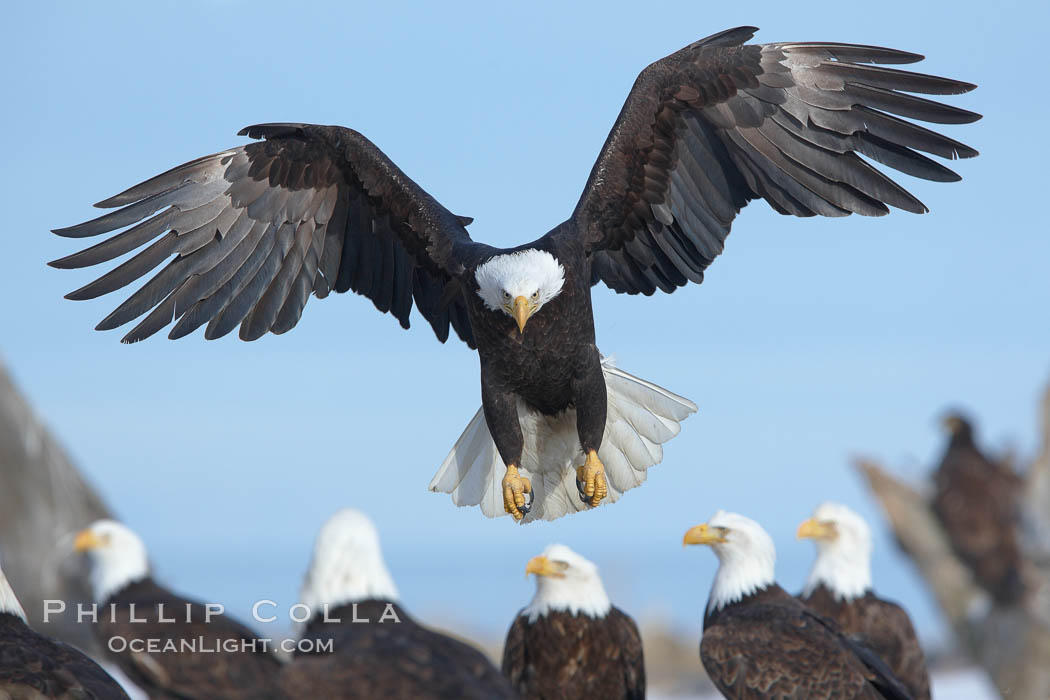 Bald eagle spreads its wings to land amid a large group of bald eagles. Kachemak Bay, Homer, Alaska, USA, Haliaeetus leucocephalus, Haliaeetus leucocephalus washingtoniensis, natural history stock photograph, photo id 22707