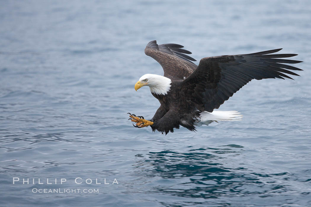 Bald eagle in flight, spreads its wings and raises its talons as it prepares to grasp a fish out of the water. Kenai Peninsula, Alaska, USA, Haliaeetus leucocephalus, Haliaeetus leucocephalus washingtoniensis, natural history stock photograph, photo id 22840